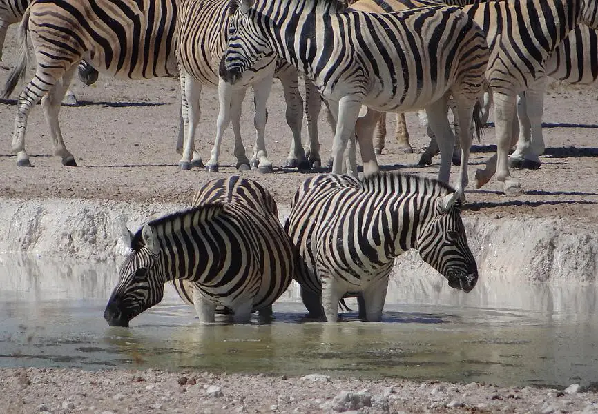 zebrasimWasser.JPG