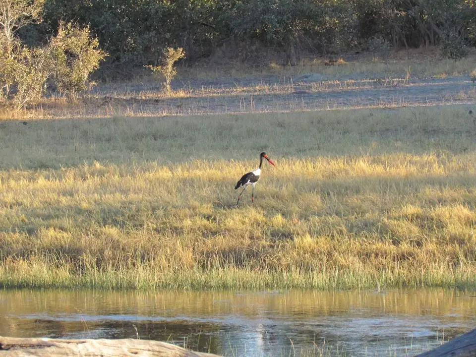 IMG_3486Storch.JPG