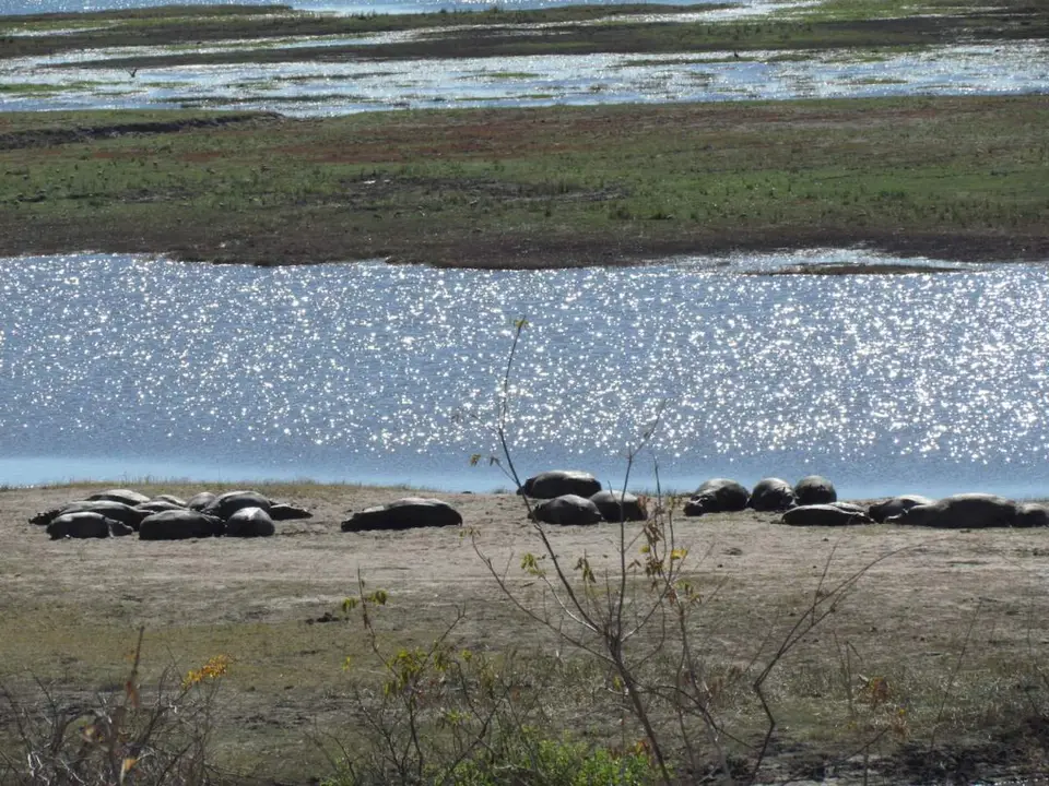 IMG_3527hippos.JPG