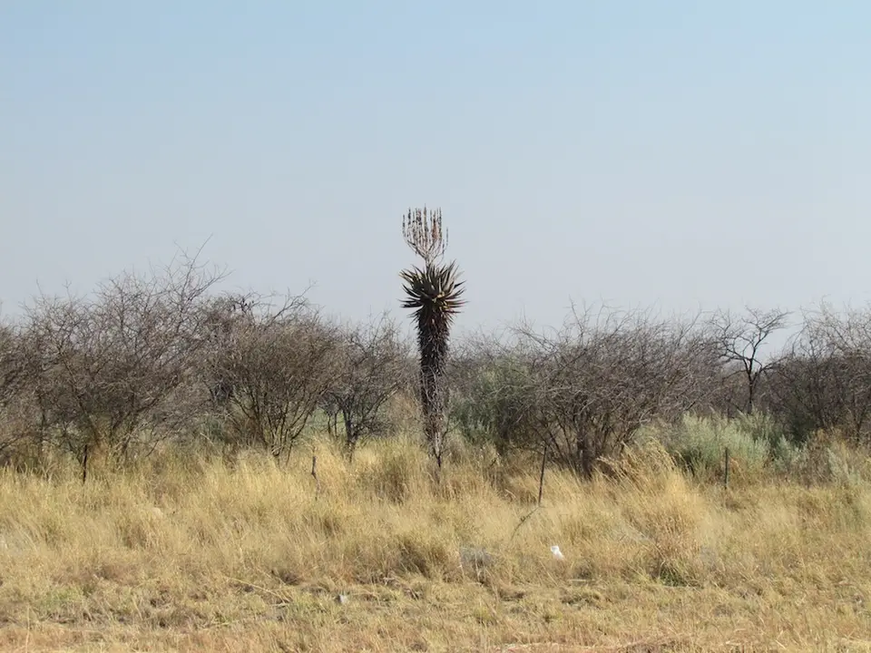 IMG_3732aloe.JPG