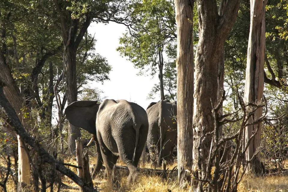 _MG_7232Elis.JPG