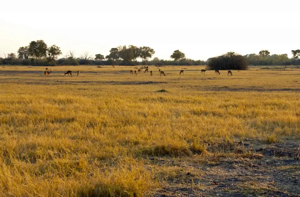 _MG_7294wiese.jpg
