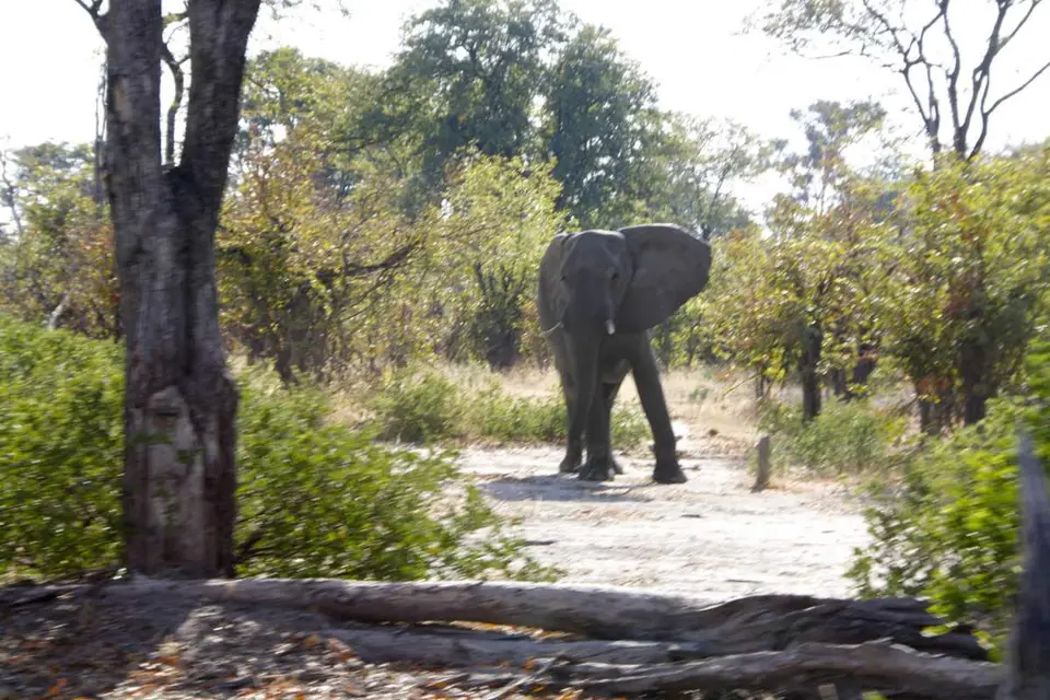 _MG_7323_elefant.jpg
