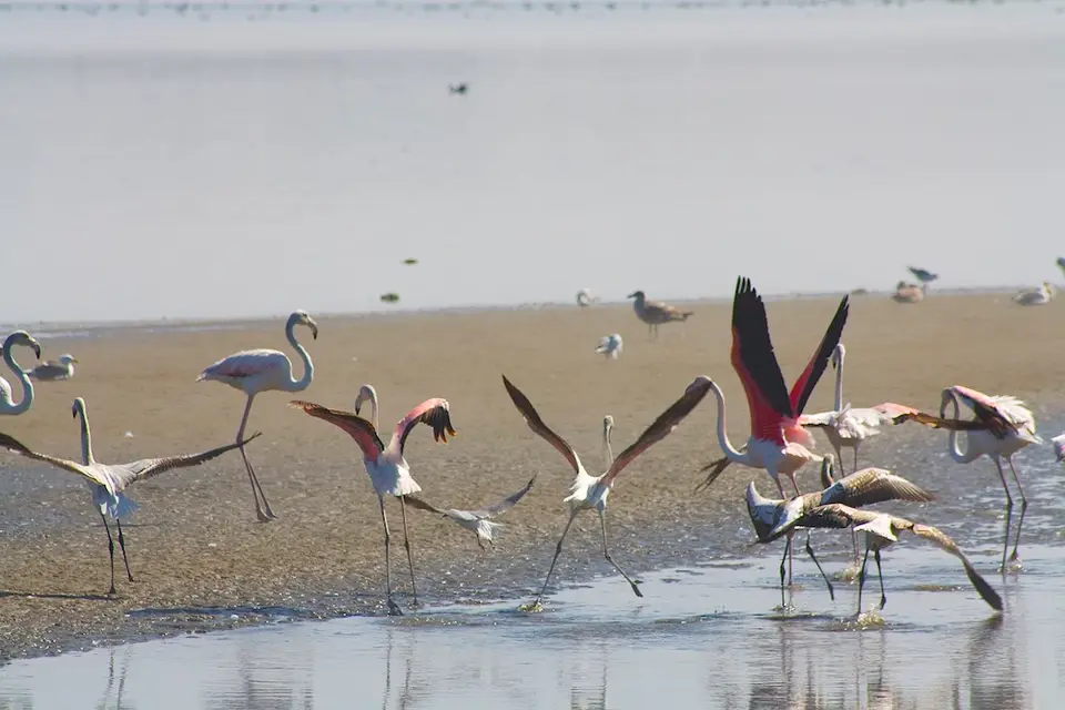 _MG_7974flamingos.jpg