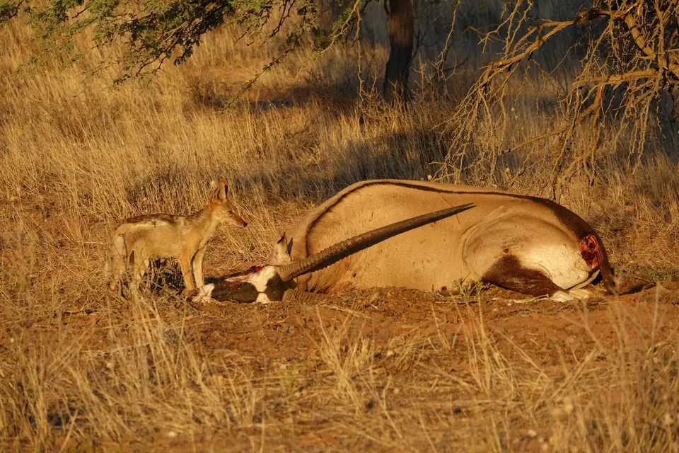Namibia20181436.JPG