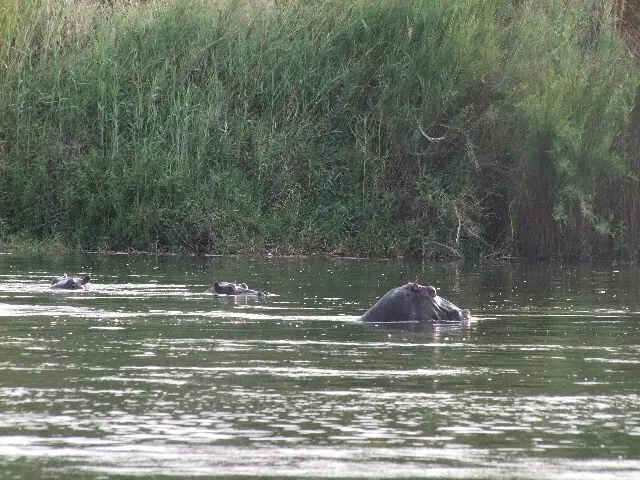 Hippo_2013-02-07.jpg
