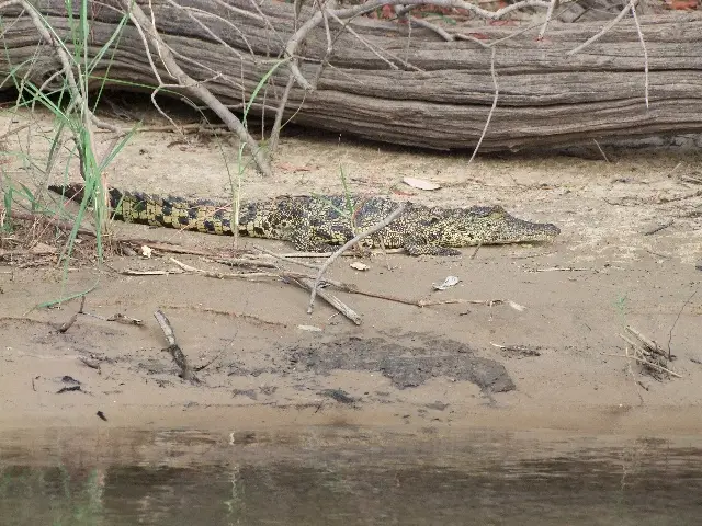 Kroko_2013-02-07.jpg