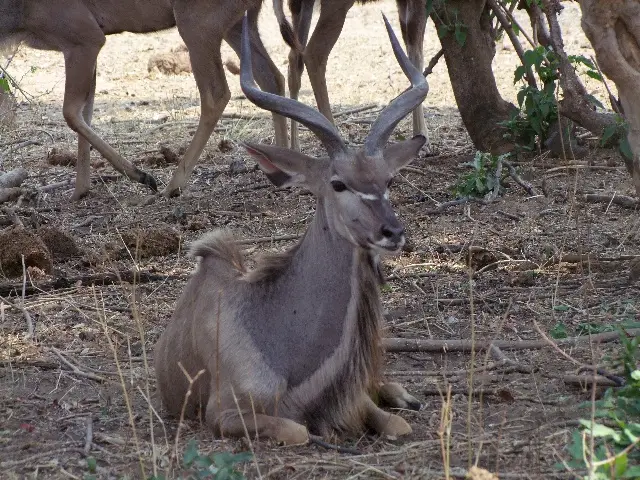 Kudu.jpg