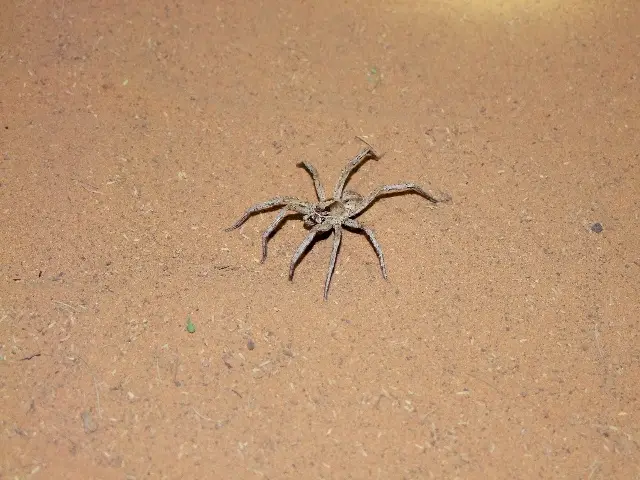 Spinne.jpg