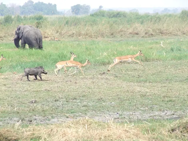 Tiere.jpg
