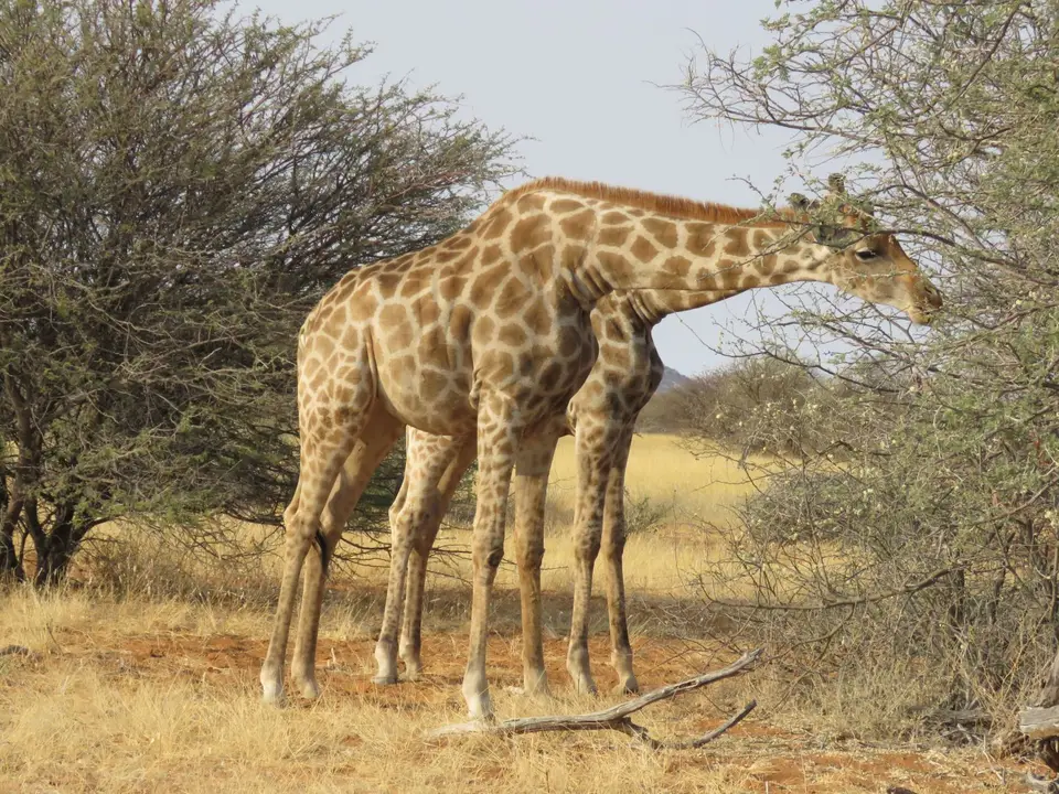332_Etosha-Okaukuejo-F-2.JPG