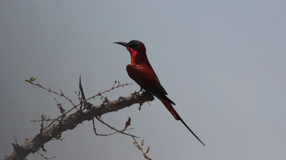 426_MahangoGameReserve-FRotbauchwürger.jpg