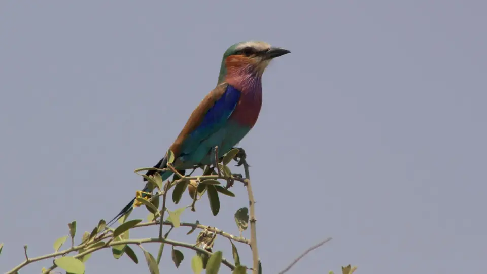 427_MahangoGameReserve-FGabelracke.jpg