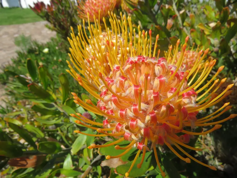 740_Hermanus-F.JPG