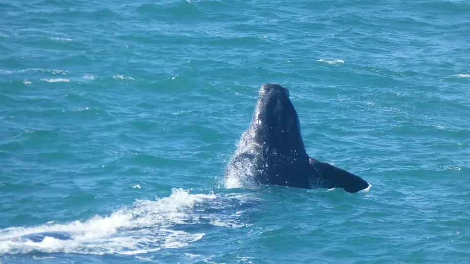 764_Hermanus-F.JPG