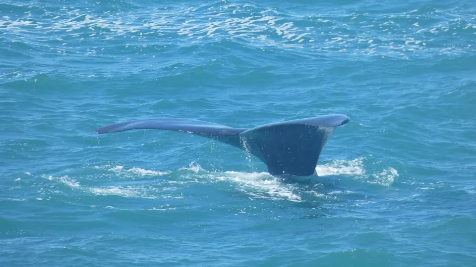 767_Hermanus-F.JPG