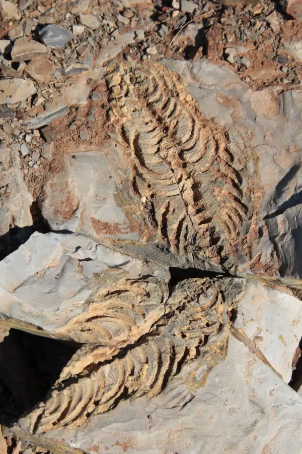 h395215a.jpg