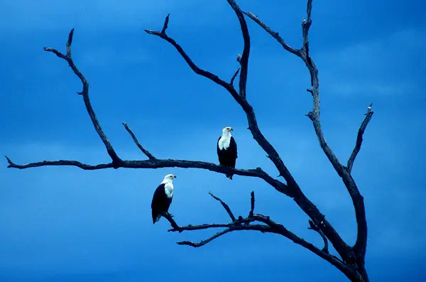 Eagle.jpg