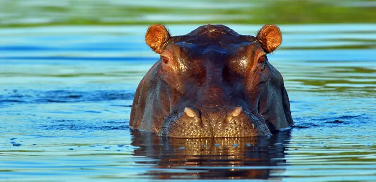 hippo.jpg