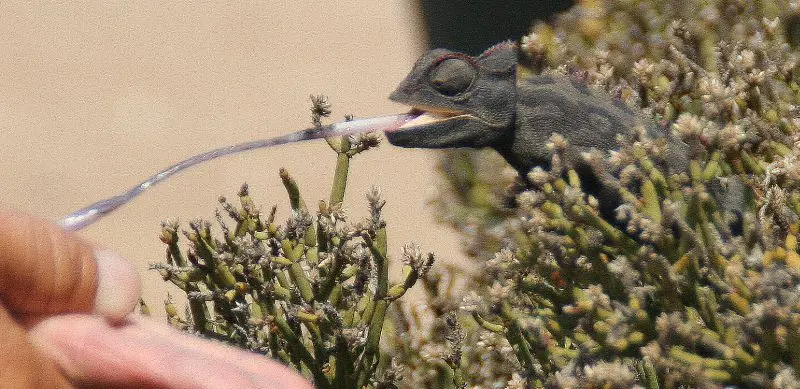 chameleon.jpg