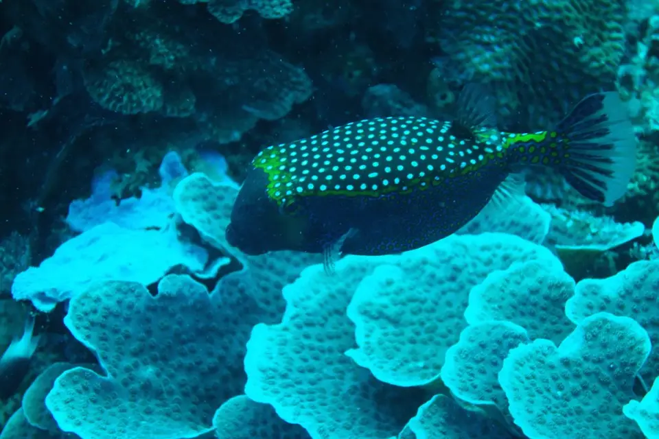 h2c9474e.JPG