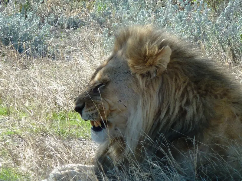 437_16.12.10_Sachsenheim-EtoshaSafari.JPG