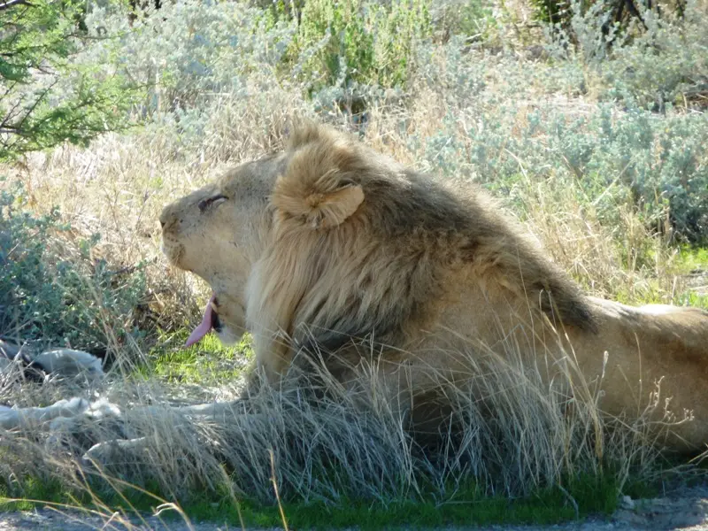 438_16.12.10_Sachsenheim-EtoshaSafari.JPG
