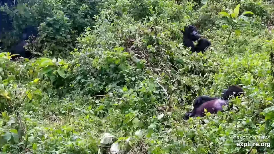 Gorillas.jpg