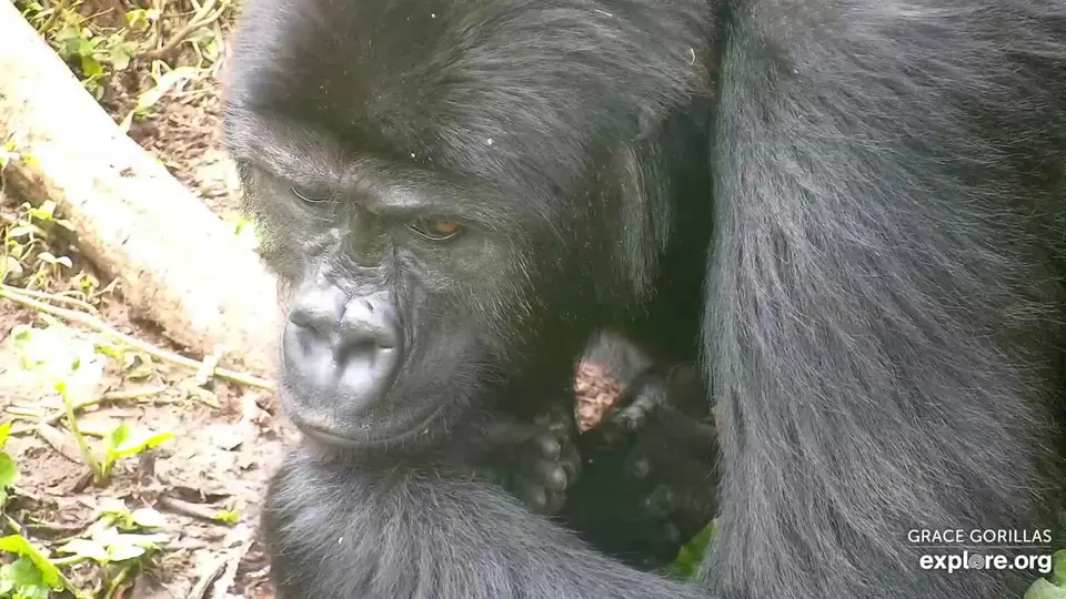 Gorillas2.jpg