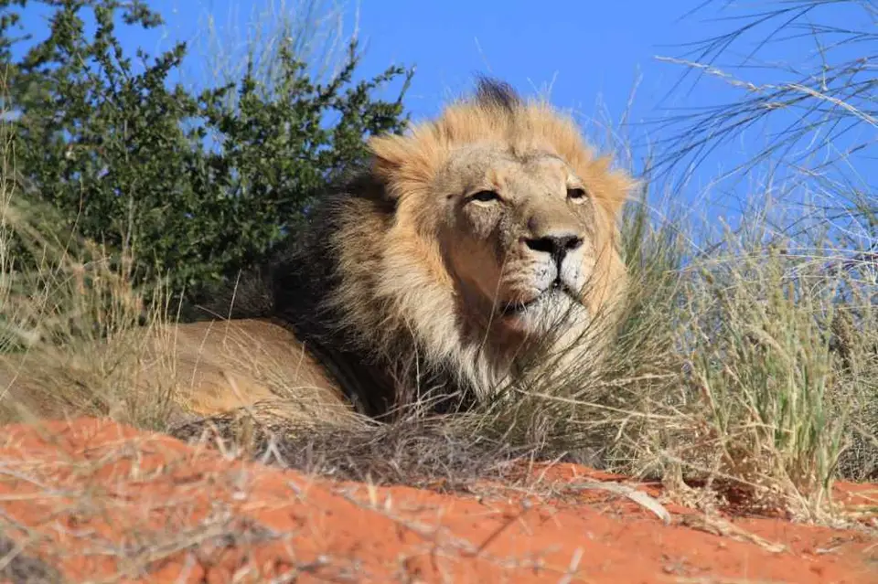 02150-LweKalahari.jpg
