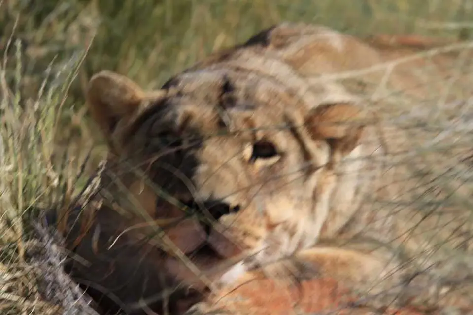 02160-Lwin-Kalahari.jpg