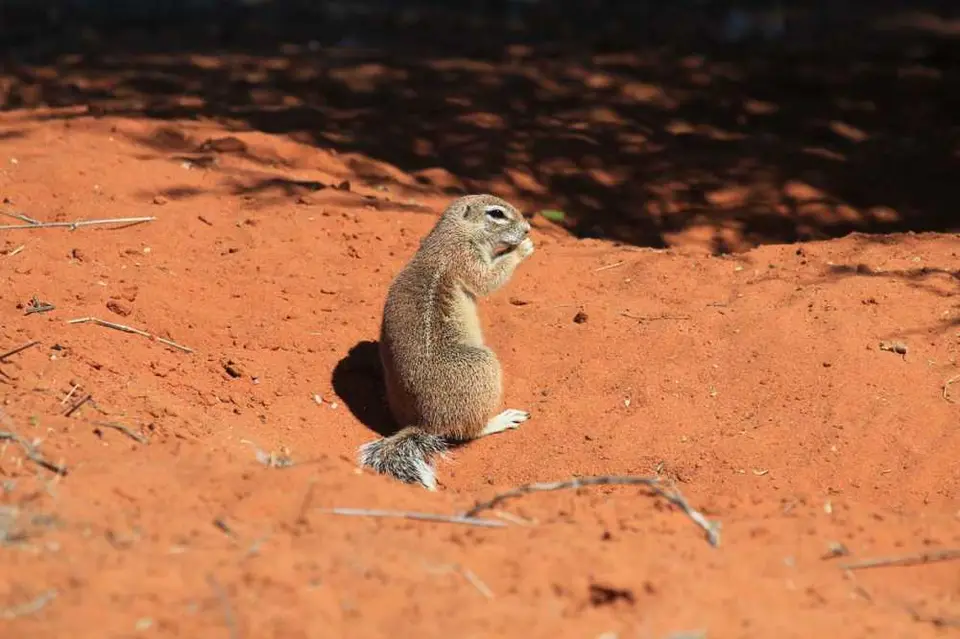 02185-CamelthournLodgeGroundSquirrel.jpg