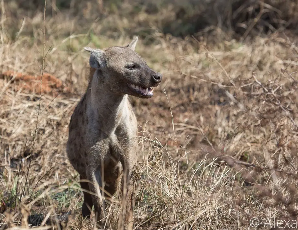 hc621ea7.jpg