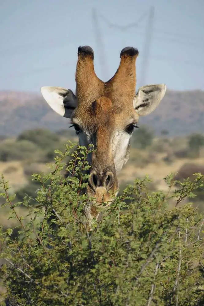 20120527Namibia2.Tag193.JPG