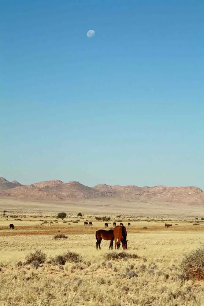 20120601Namibia7.Tag324.JPG