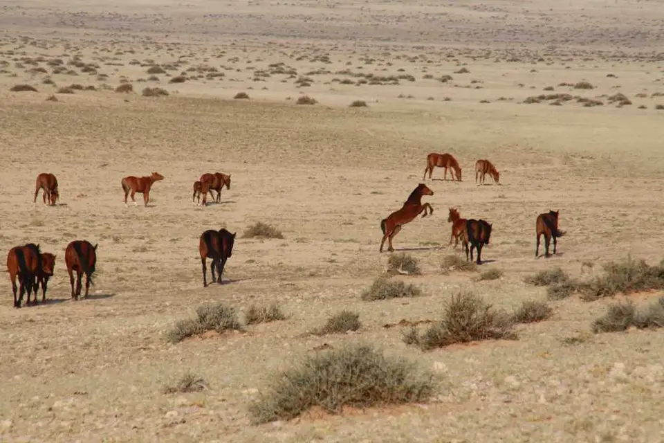 20120601Namibia7.Tag401.JPG
