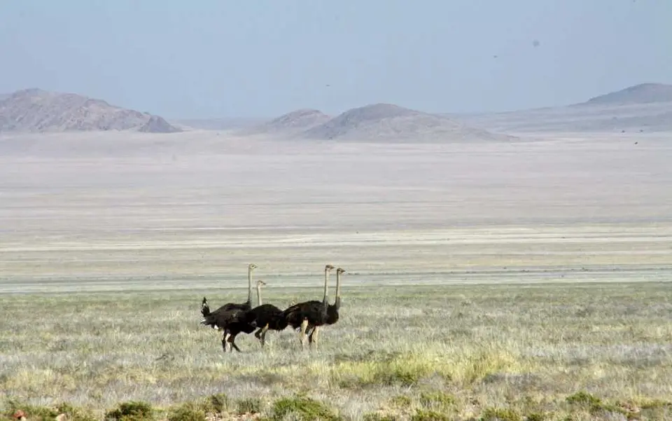 20120602Namibia8.Tag77.JPG