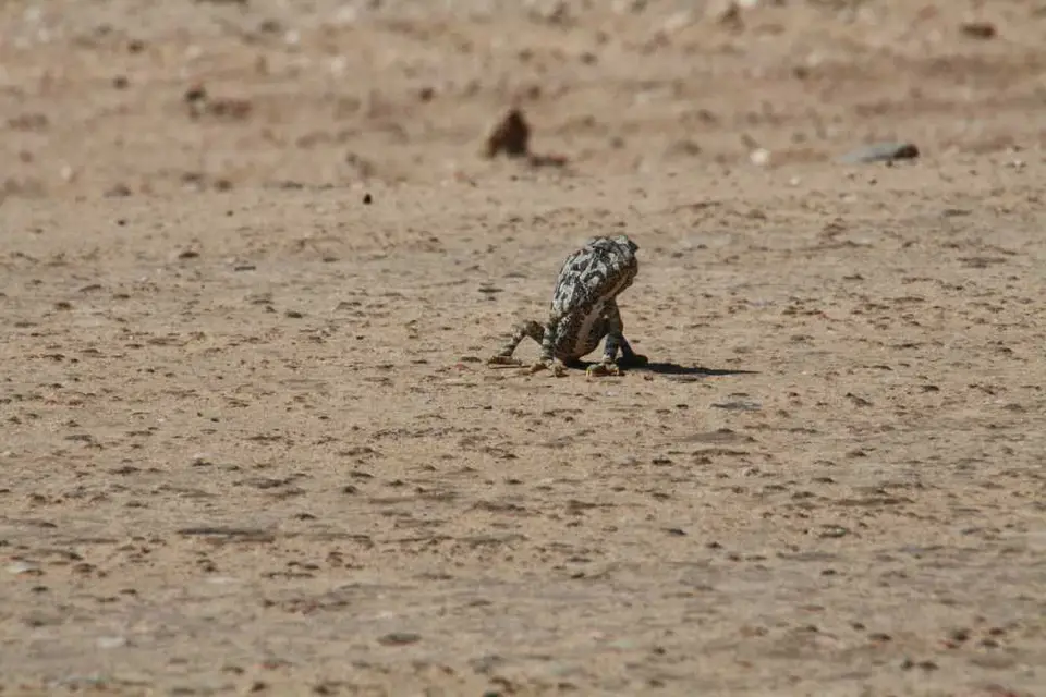 20120606Namibia12.Tag50.JPG