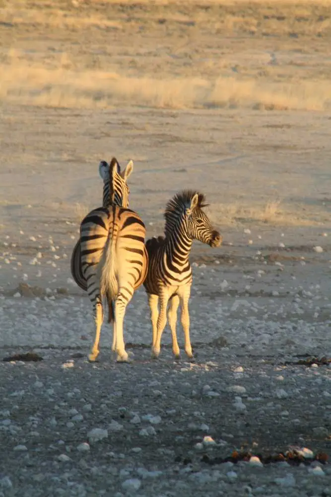 20120609Namibia15.Tag509.JPG