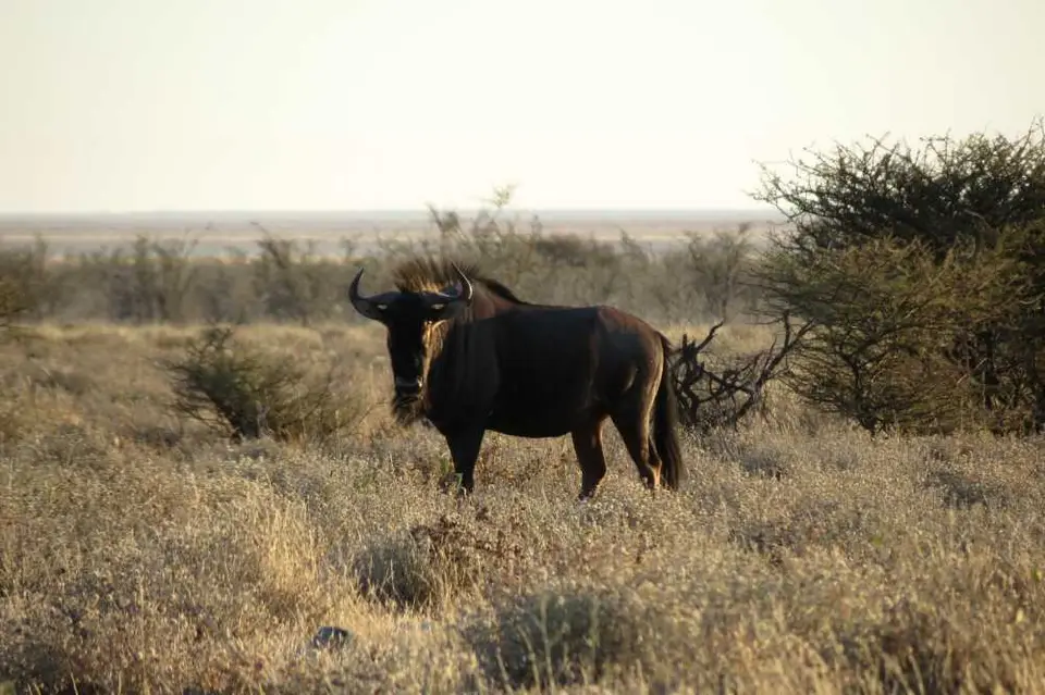20120609Namibia15.Tag6.JPG