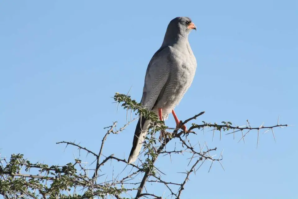 20120609Namibia15.Tag97.JPG