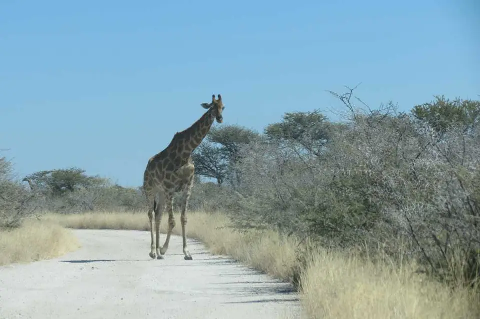 20120610Namibia16.Tag205.JPG