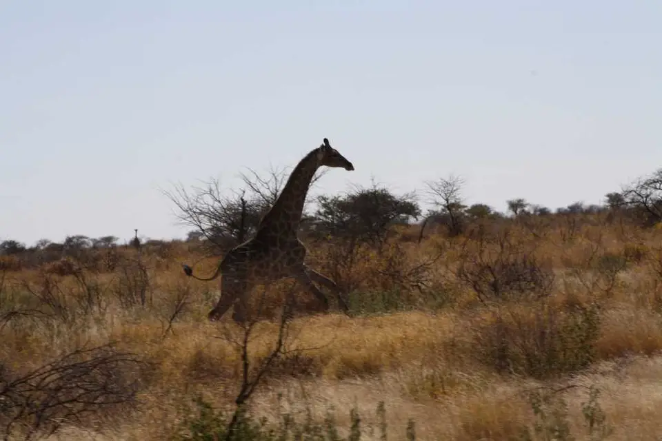 20120610Namibia16.Tag223.JPG