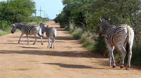 Dinokeng8.jpg