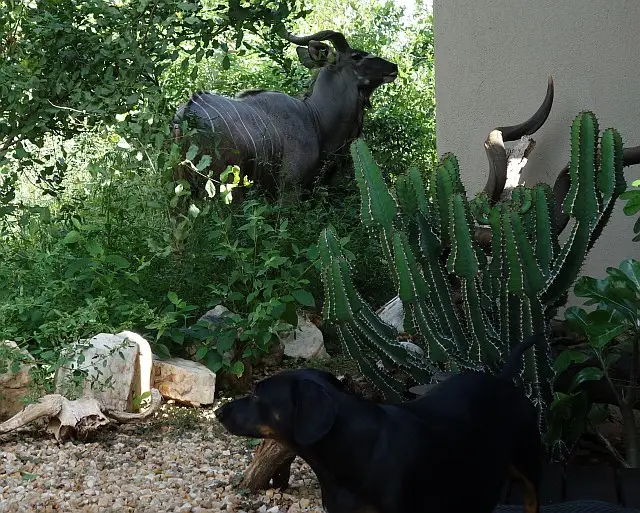 Kudu-Dackel-Patrouille.jpg