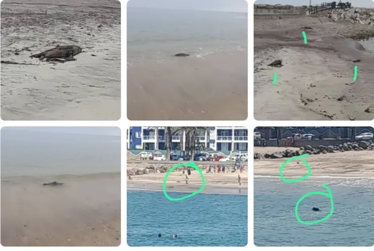 RobbenSwakopmund.PNG