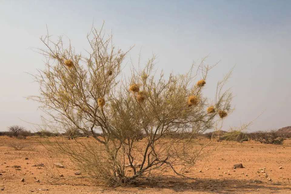 1-namiba-2017-5054.jpg