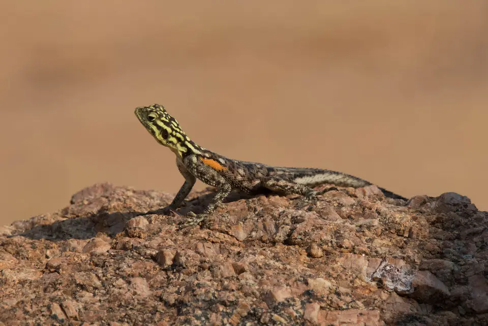 11-namiba-2017-5113.jpg