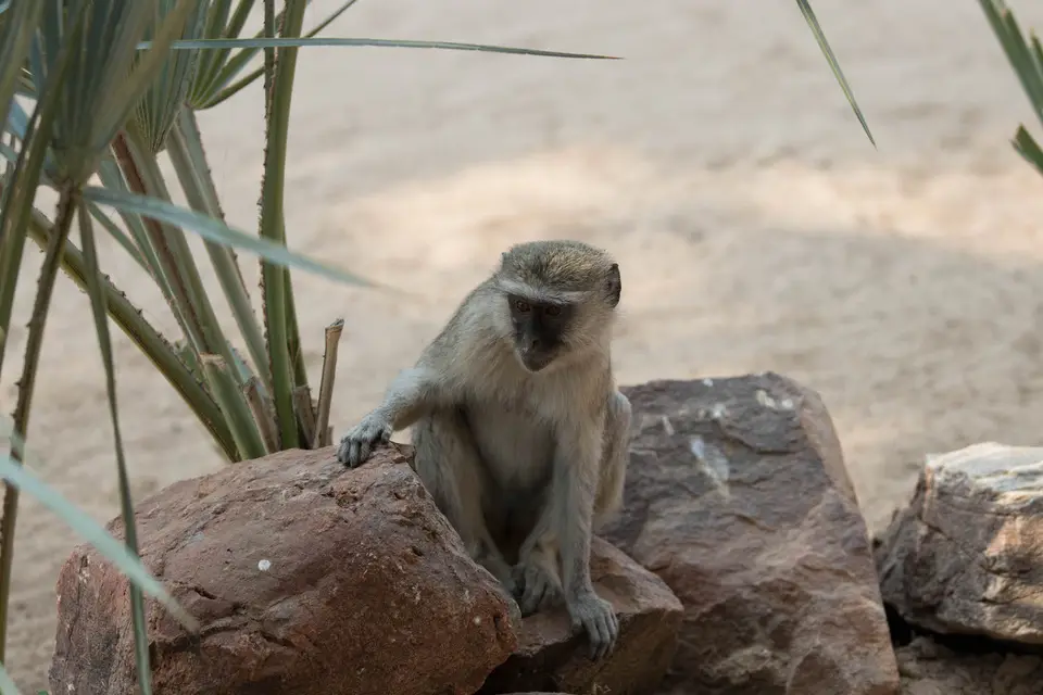 11-namiba-2017-5593.jpg