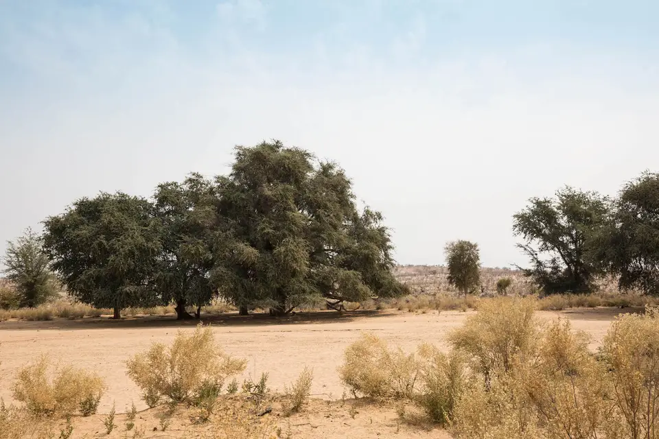 11-namiba-2017-9242.jpg